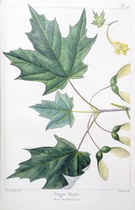 Cukrový javor od Pierre Joseph Redouté